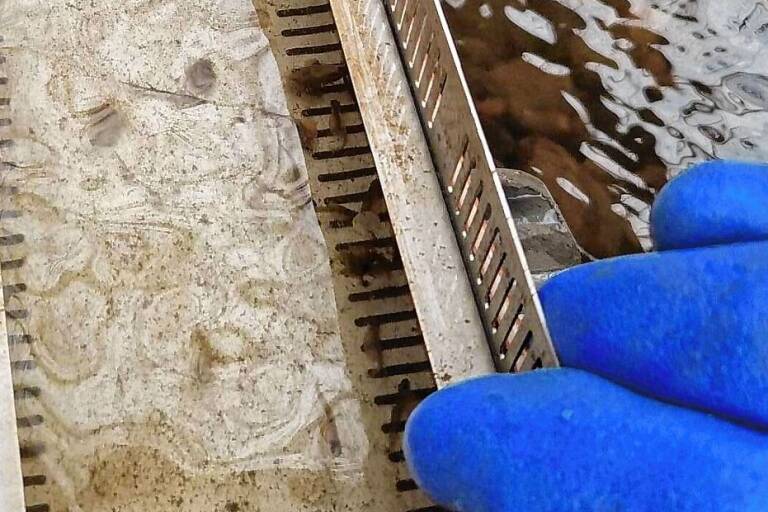 Jungfische